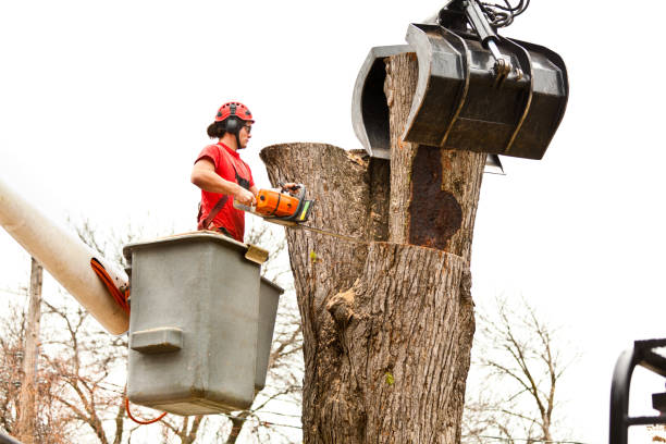 How Our Tree Care Process Works  in  Herriman, UT